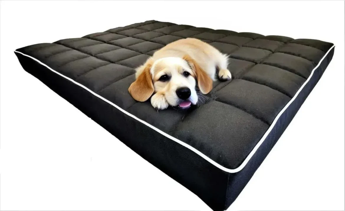 jak wybrać odwpowiednie legowisko dla psa